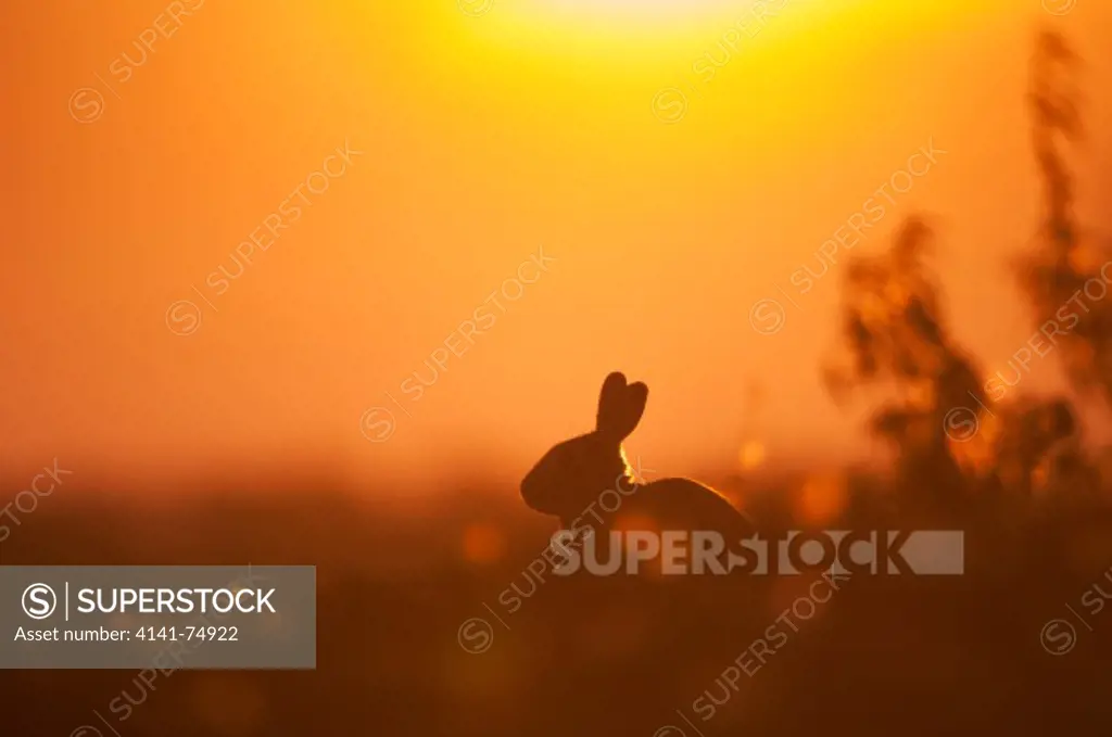 European Rabbit (Oryctolagus cuniculus) adult, on grass, at sunset, Isle of Sheppey, Kent, England, july