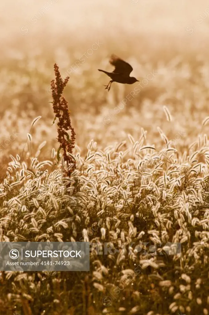 Skylark (Alauda arvensis) adult, taking off, Elmley Marshes NNR, Kent, England, julyadult, taking off, Elmley Marshes NNR, Kent, England, july