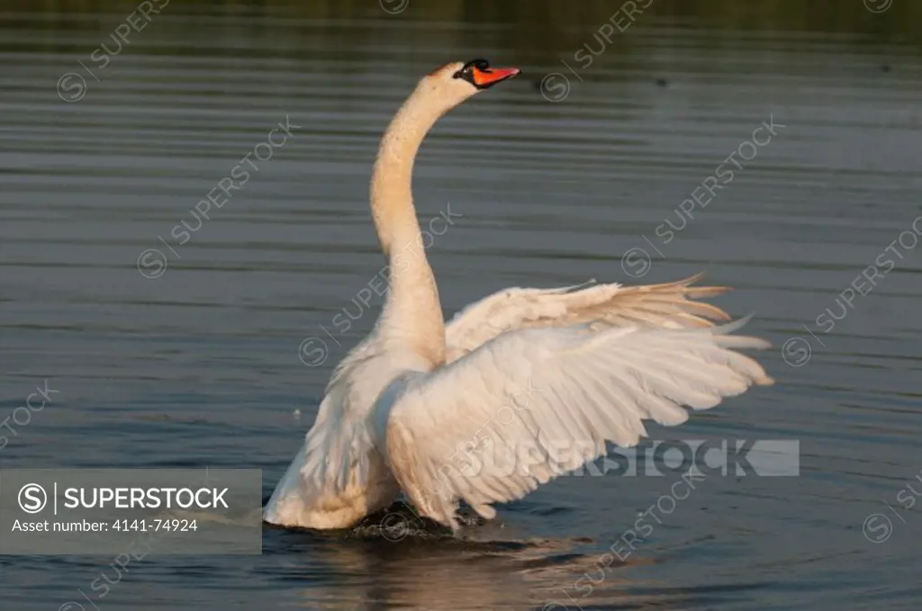 Mute swan (Cygnus olor) adult, flapping wings after bathing, Elmley Marshes NNR, Isle of Sheppey, Kent, England, july
