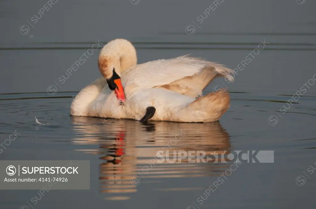 Mute swan (Cygnus olor) adult, on water, Elmley Marshes NNR, Isle of Sheppey, Kent, England, july