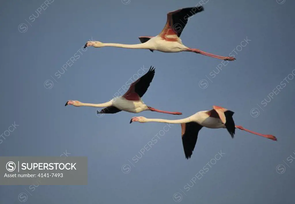 greater flamingos phoenicopterus ruber roseus three in flight. camargue bouches-du-rhone france 