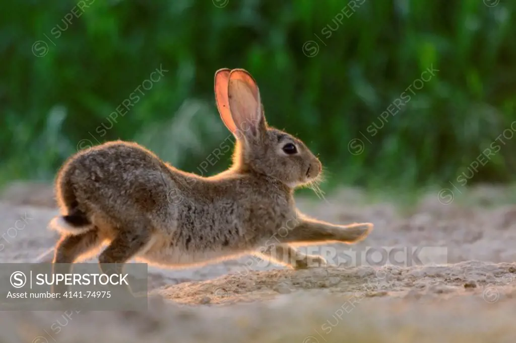 European rabbit (Oryctolagus cuniculus) stretching itself. Lleida, Catalonia. Spain