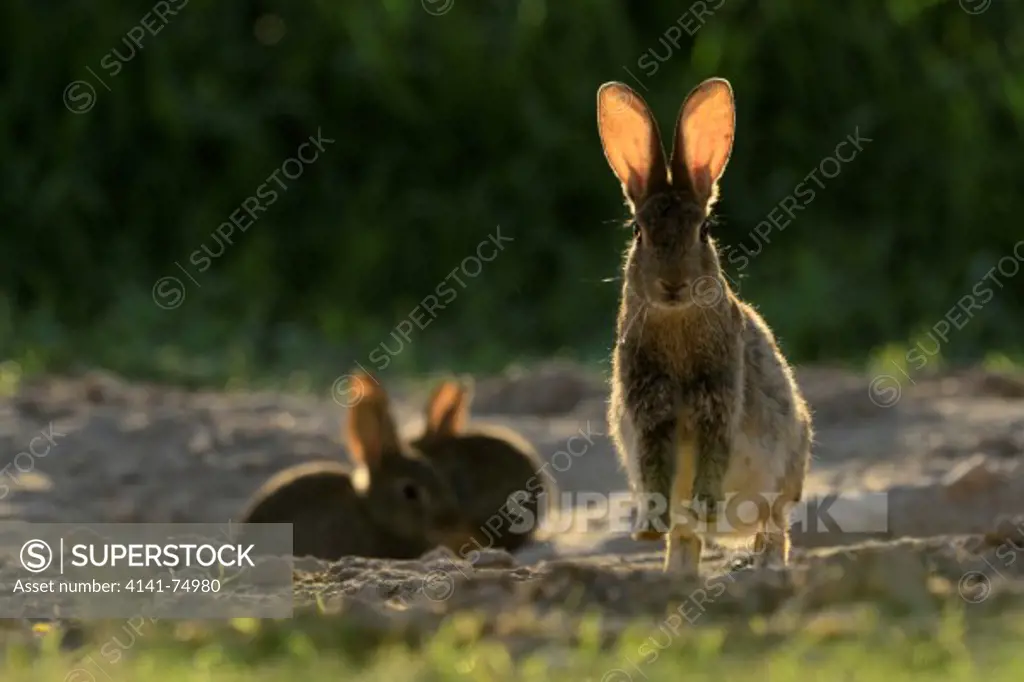 European rabbit (Oryctolagus cuniculus) female alert and young. Lleida, Catalonia. Spain
