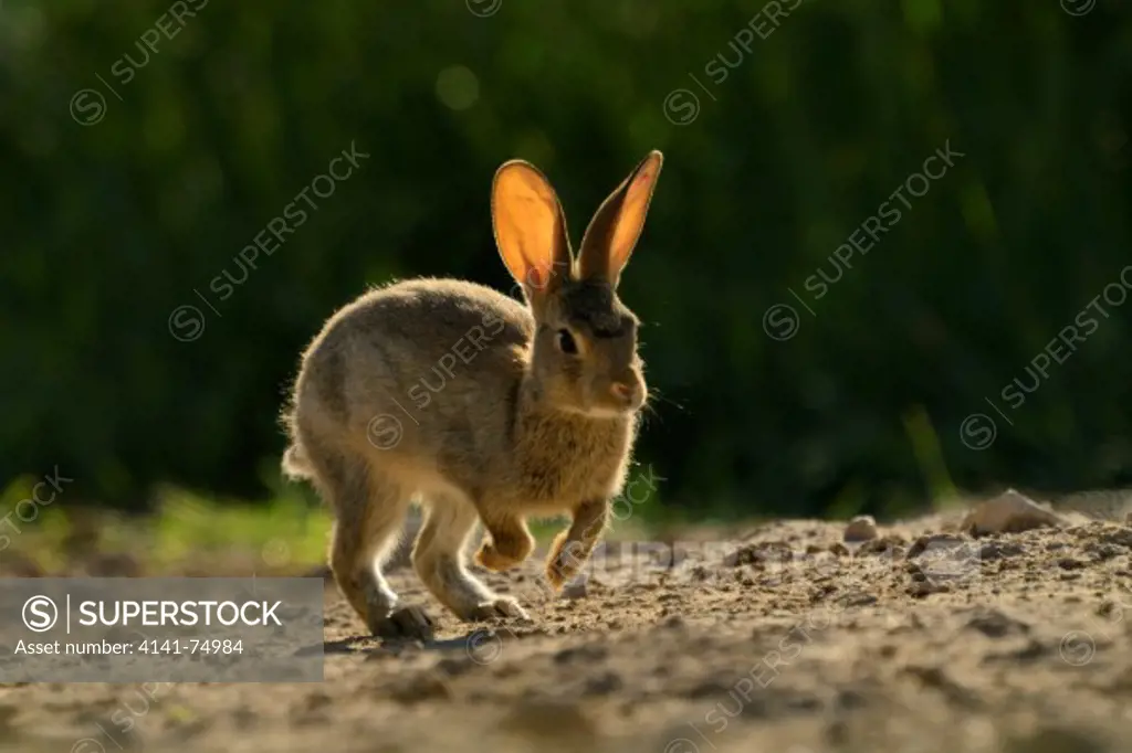 European rabbit (Oryctolagus cuniculus) running. Lleida, Catalonia. Spain