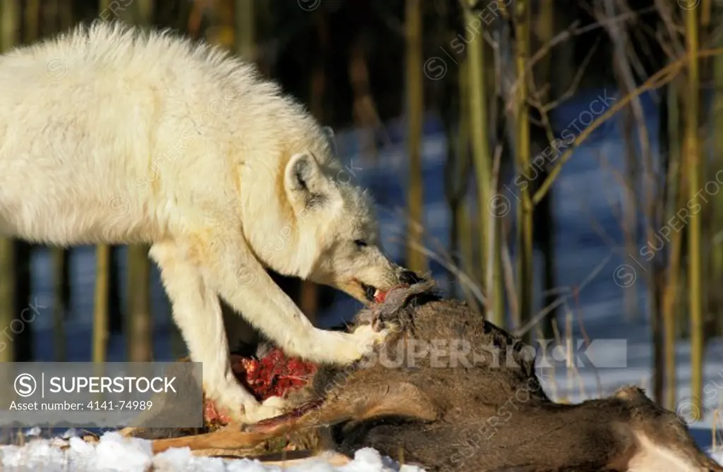 Arctic Wolf, canis lupus tundrarum, Adult with a Kill, a Wapiti, Alaska