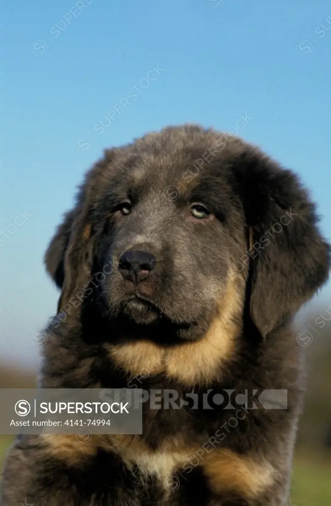 Tibetan Mastiff Dog, Portrait of Pup