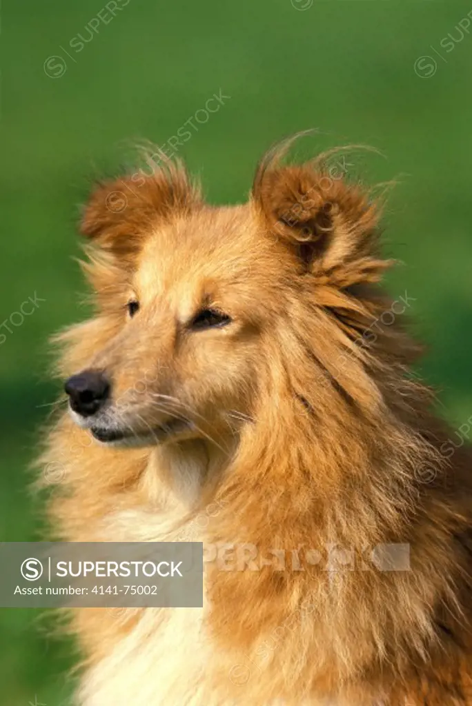 Shetland Sheepdog, Portrait of Adult