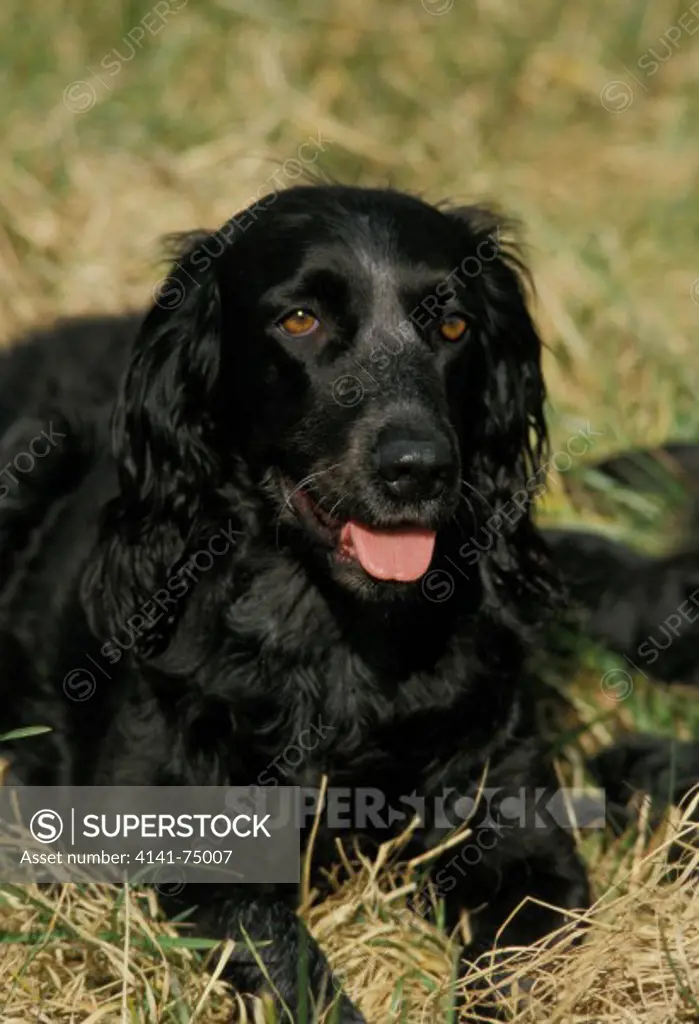 Blue Picardy Spaniel Dog laying on Grass