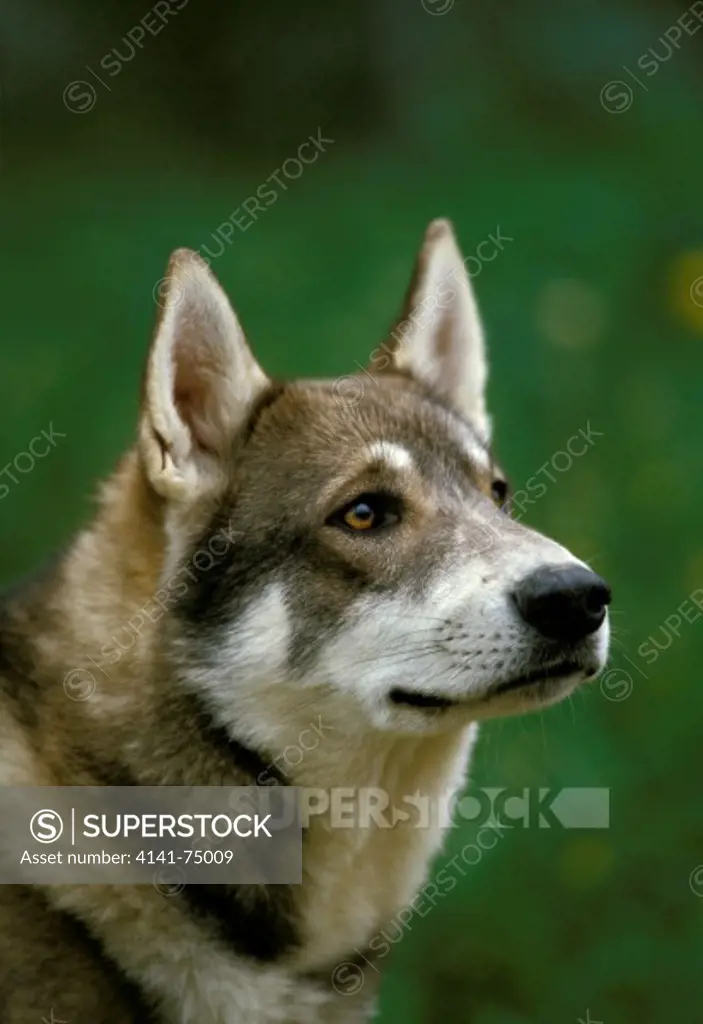 Siberian Laika Dog, a Breed from Russia, Portrait of Adult