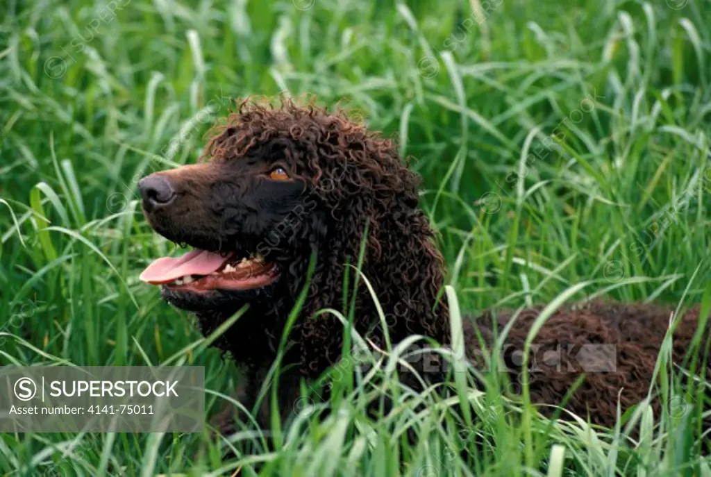 Irish Water Spaniel Dog, Adult standing in Long Grass