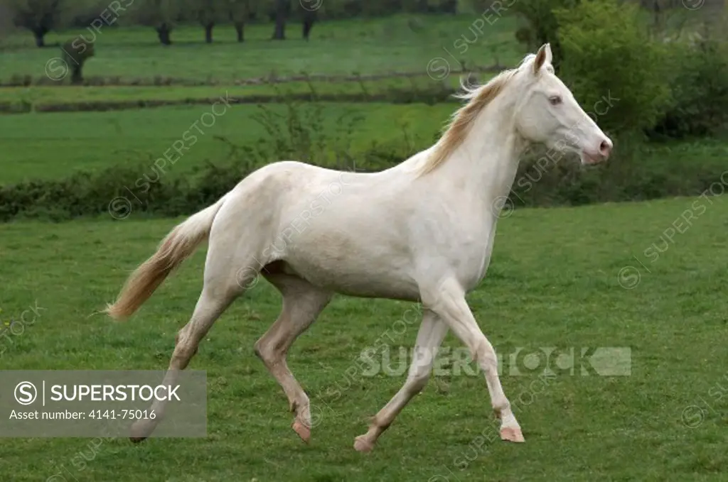 Akhal Teke, Horse Breed from Turkmenistan, Mare Trotting