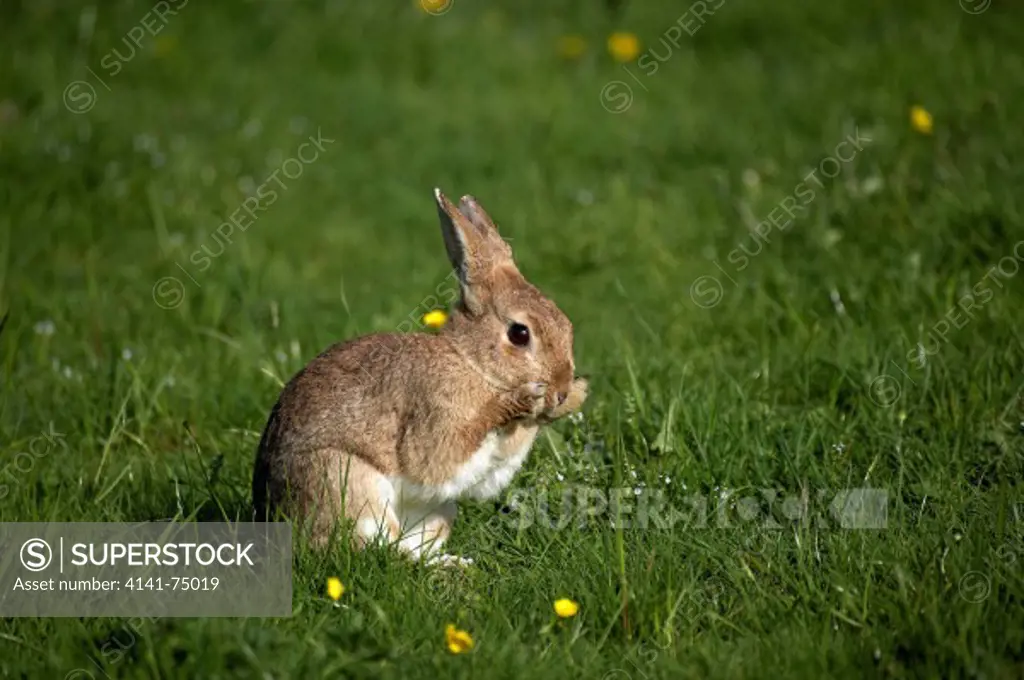European Rabbit or Wild Rabbit, oryctolagus cuniculus, Adult Grooming, Normandy
