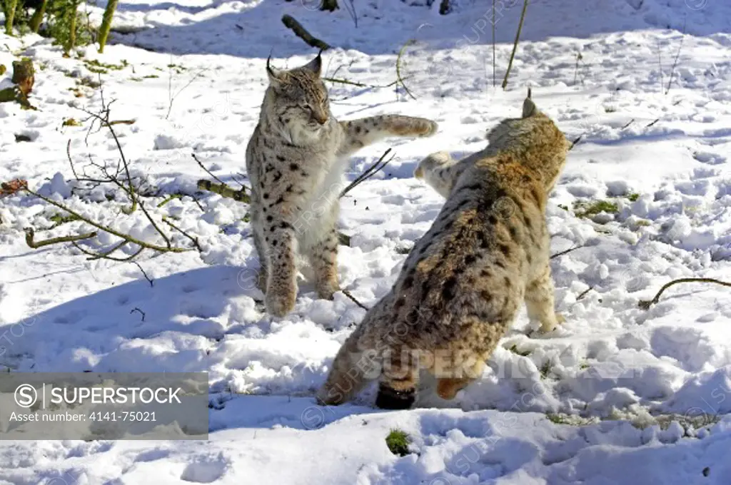 European Lynx, felis lynx, Adults fighting in Snow. Captive