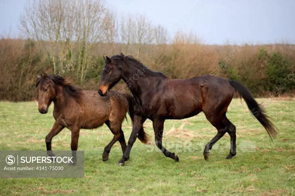 English Thoroughbred Male Horse with  Foal (no Breed)
