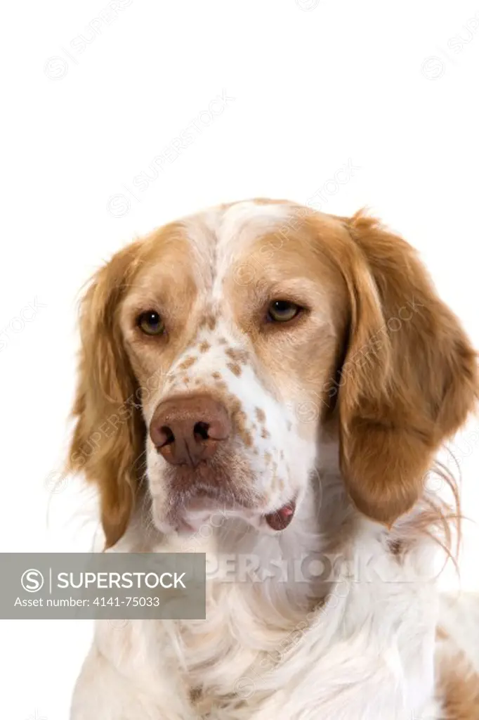 French Spaniel Male Dog (Cinnamon Color)