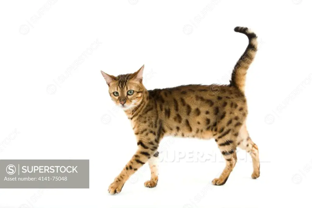 Brown Spotted Tabby Bengal Domestic Cat against White Background