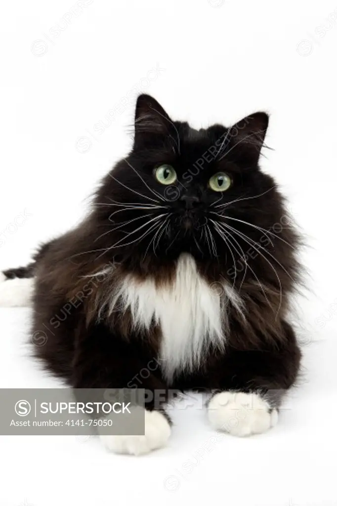 Black and White Siberian Domestic Cat, Female against White Background