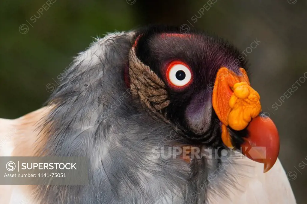 King Vulture, sarcoramphus papa, Portrait of Adult