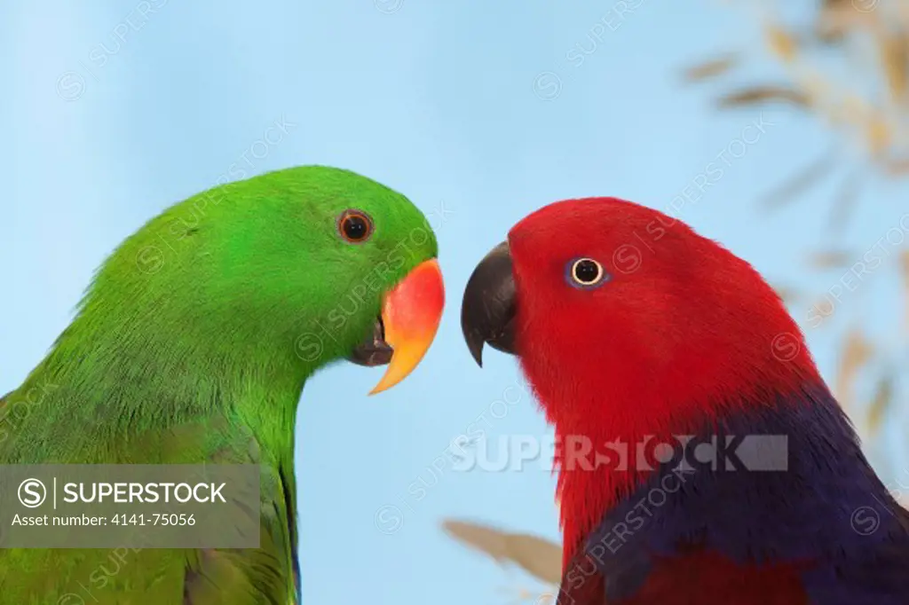 Pair of Eclectus Parrot, eclectus roratus, Red Female and Green Male
