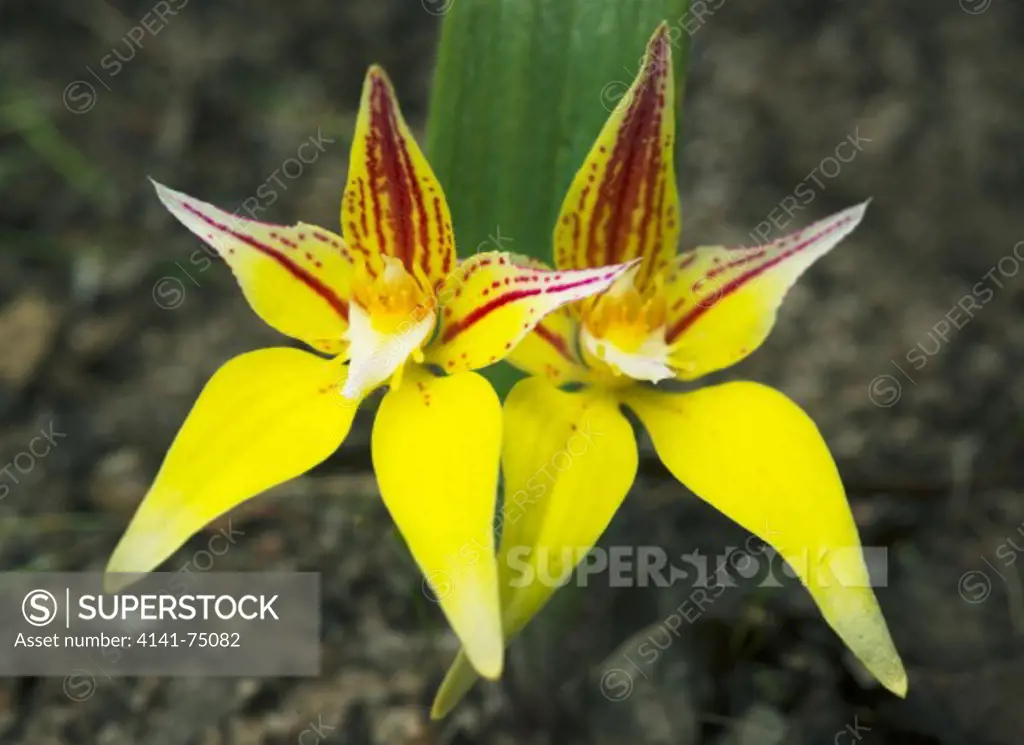 Cowslip Orchid or Butter Orchid (Caladenia flava) Kojonup Reserve, Western Australia  SEPTEMBER