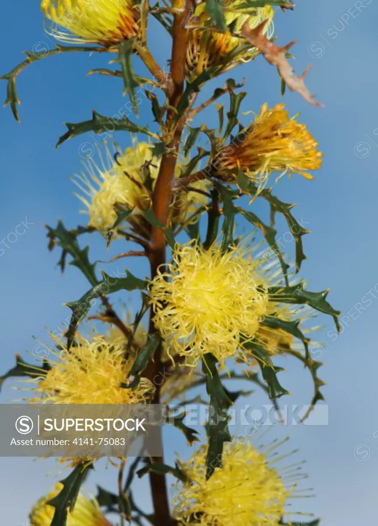 Banksia Flowers (Banksia nobilis) Fox's Lair woodland, Narrogin, Western Australia