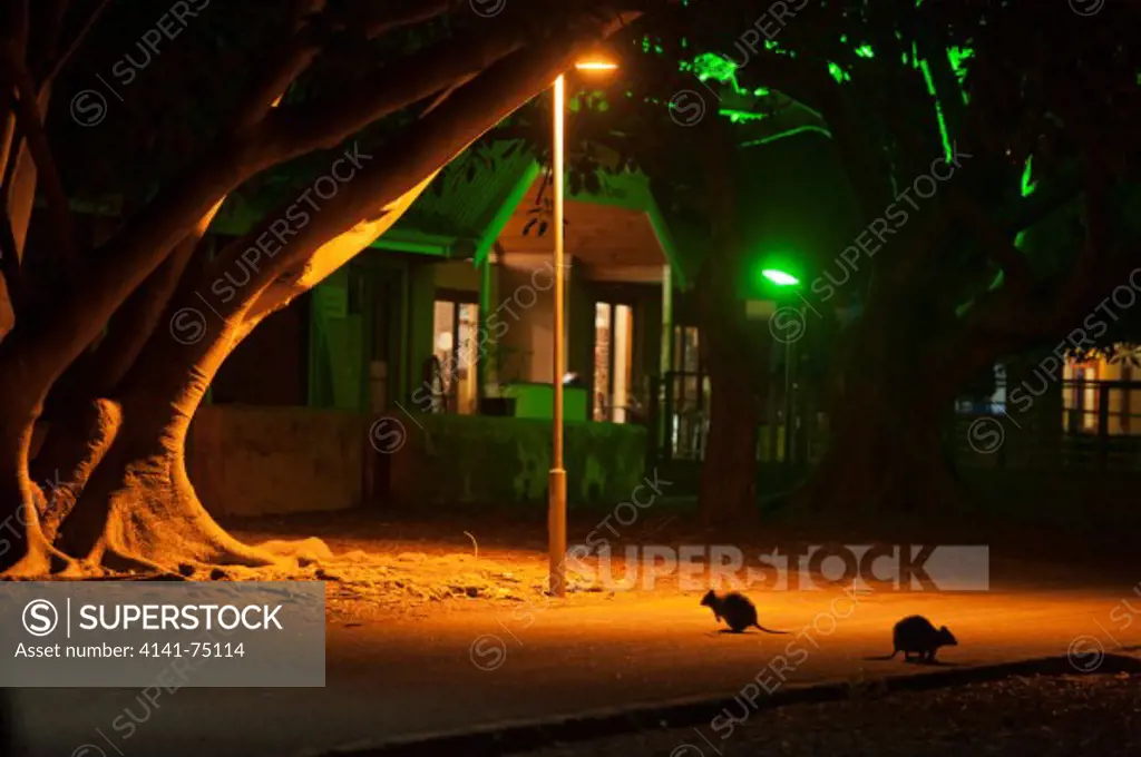 Quokka (Setonix brachyurus)  Foraging in village at night, Rottnest Island, Perth, Western Australia, ENDANGERED