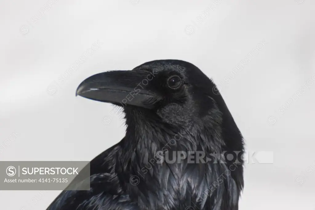 Raven, Corvus corax, Banff National Park, Alberta, Canada.
