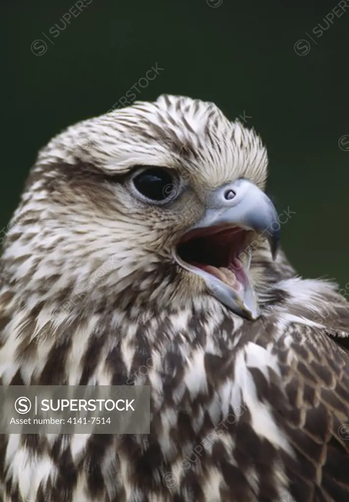 saker falcon calling falco cherrug head detail (contr. conditions) 