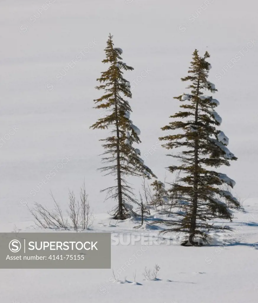 Spruce trees in winter, Alberta, Canada.
