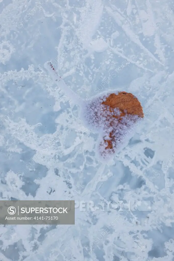 Leaf frozen in ice; Alberta, Canada.