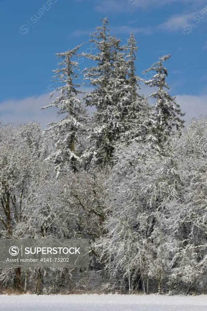 Snow on trees, Oregon.