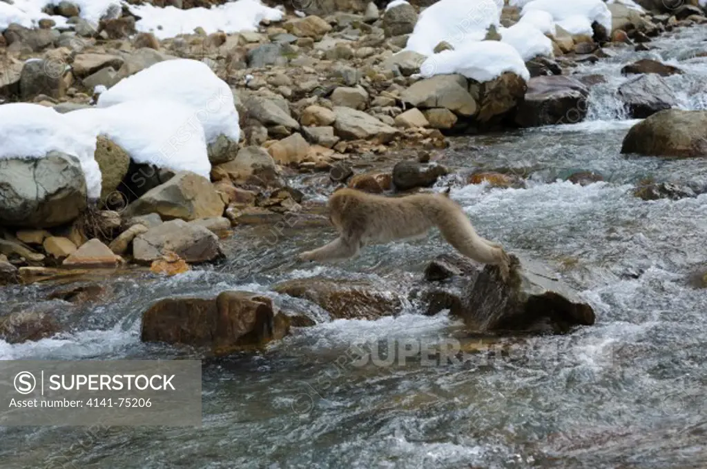 Snow monkey (Japanese macaque) jumping over river, Macaca fuscata; Japan.