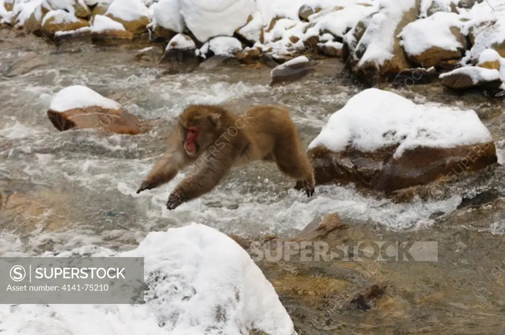 Snow monkey (Japanese macaque) jumping over river, Macaca fuscata; Japan.