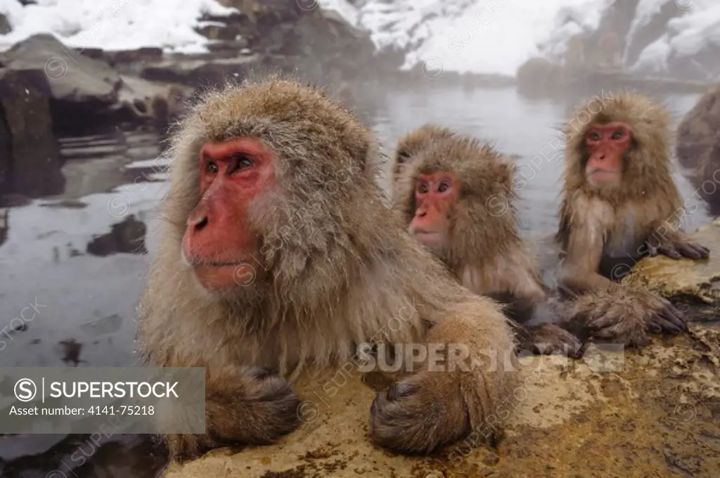 Snow monkey (Japanese macaque) in thermal pool, Macaca fuscata; Japan.