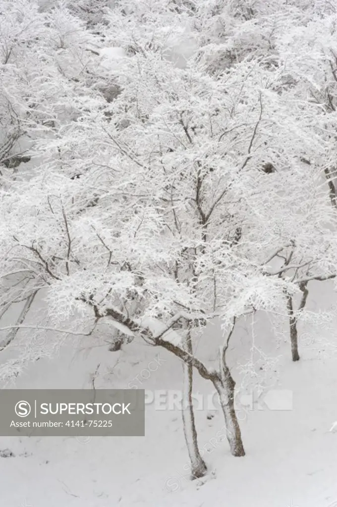 Trees in snowstorm