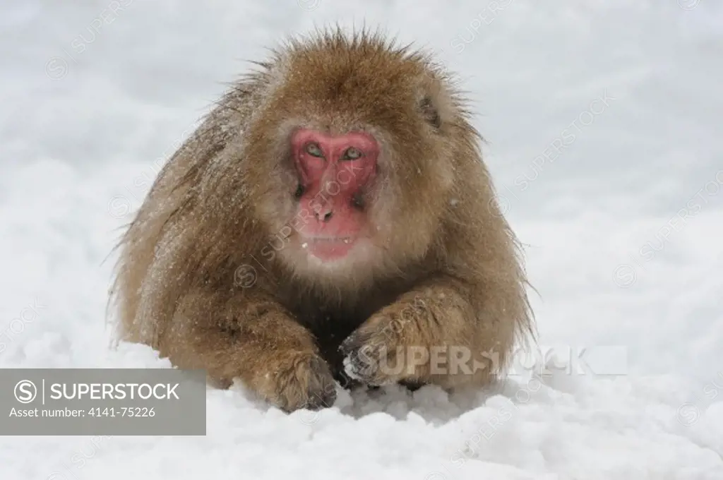 Snow monkey (Japanese macaque),  Macaca fuscata; Japan.