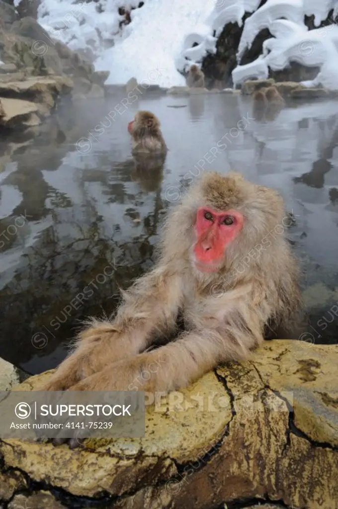 Snow monkey (Japanese macaque) in thermal pool, Macaca fuscata; Japan.