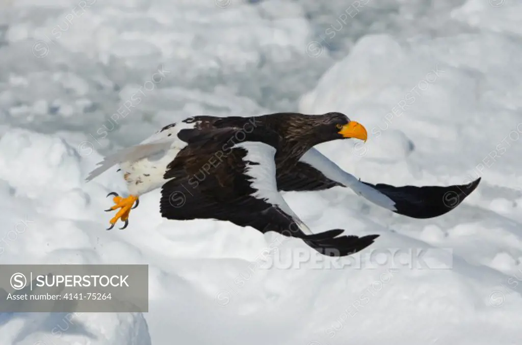 Steller's sea eagle, Haliaeetus pelagicus; Hokkaido, Japan.