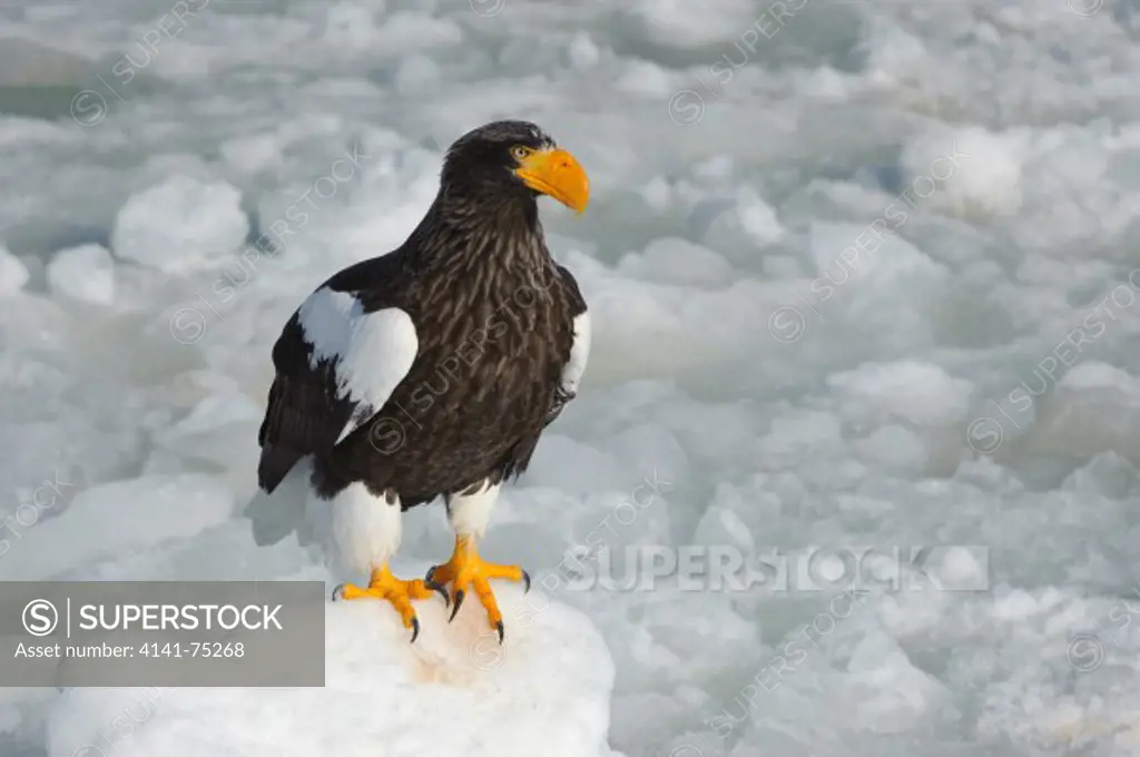 Steller's sea eagle, Haliaeetus pelagicus; Hokkaido, Japan.
