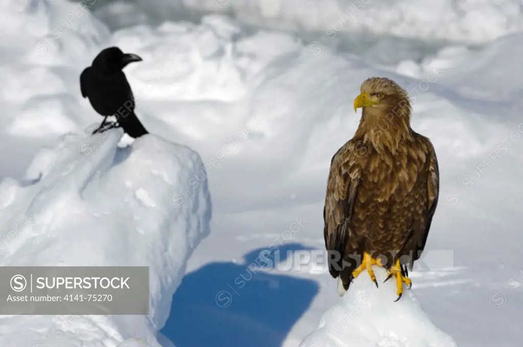 White-tailed eagle, Haliaeetus albicilla, and large-billed crow; Hokkaido, Japan.