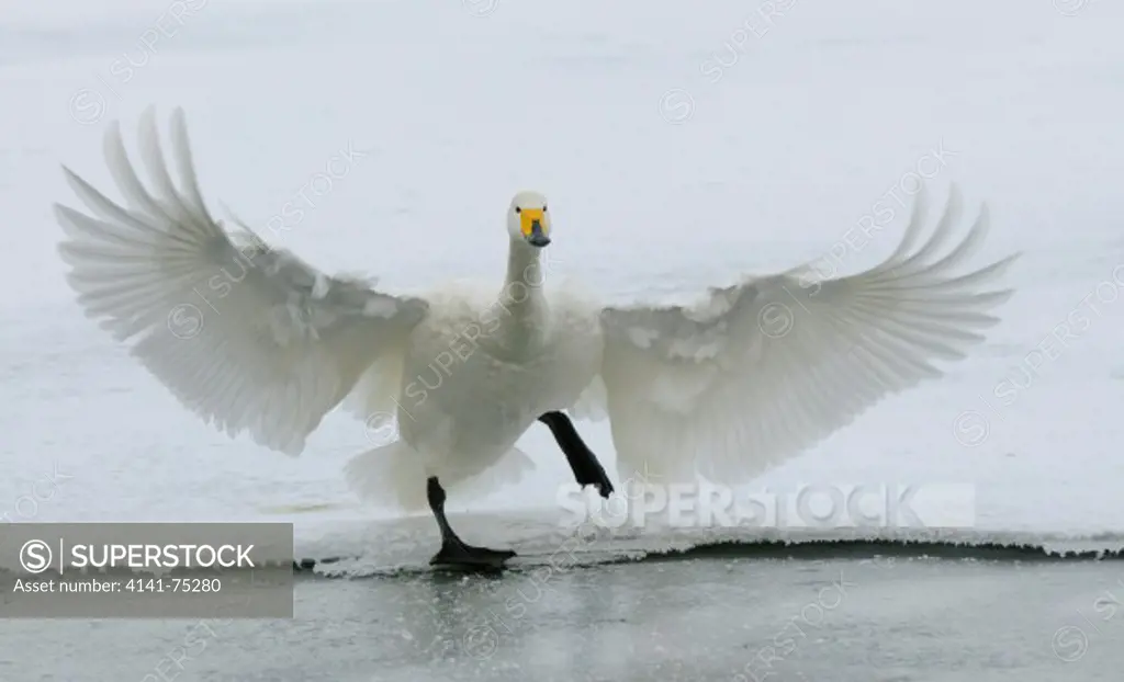 Whooper swan landing, Cygnus cygnus; Hokkaido, Japan.