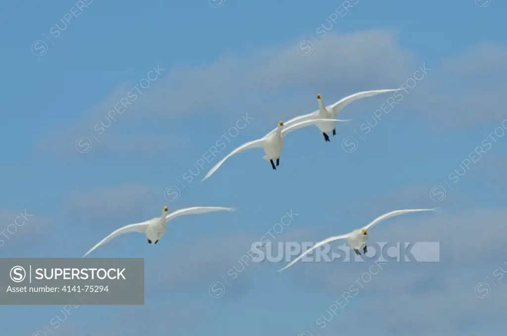 Whooper swans in flight, Cygnus cygnus; Hokkaido, Japan.
