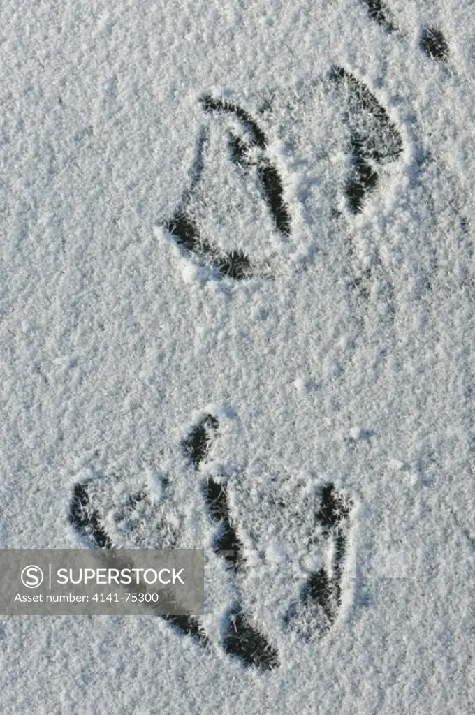 Whooper swan tracks in frost, Cygnus cygnus; Hokkaido, Japan.