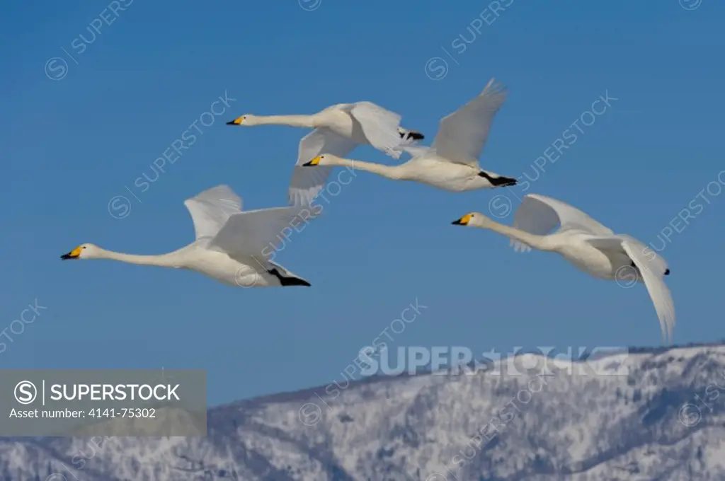Whooper swans flying, Cygnus cygnus; Hokkaido, Japan.