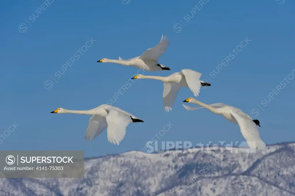 Whooper swans flying, Cygnus cygnus; Hokkaido, Japan.