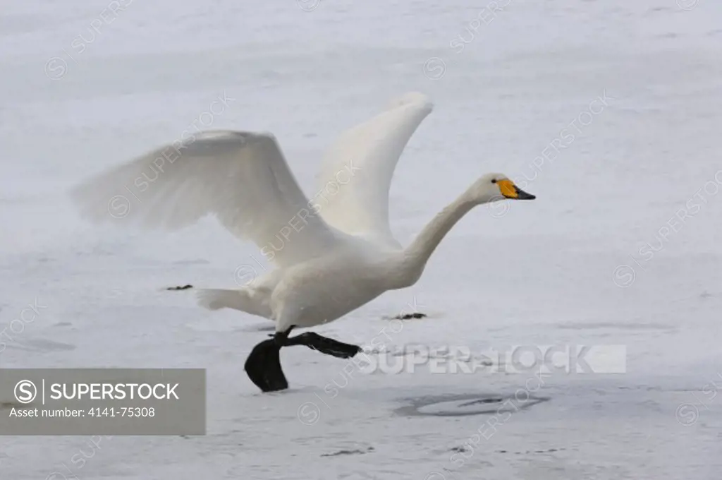 Whooper swan taking off, Cygnus cygnus; Hokkaido, Japan.