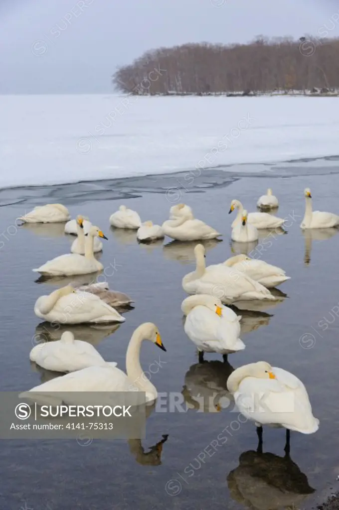 Whooper swans, Cygnus cygnus; Hokkaido, Japan.