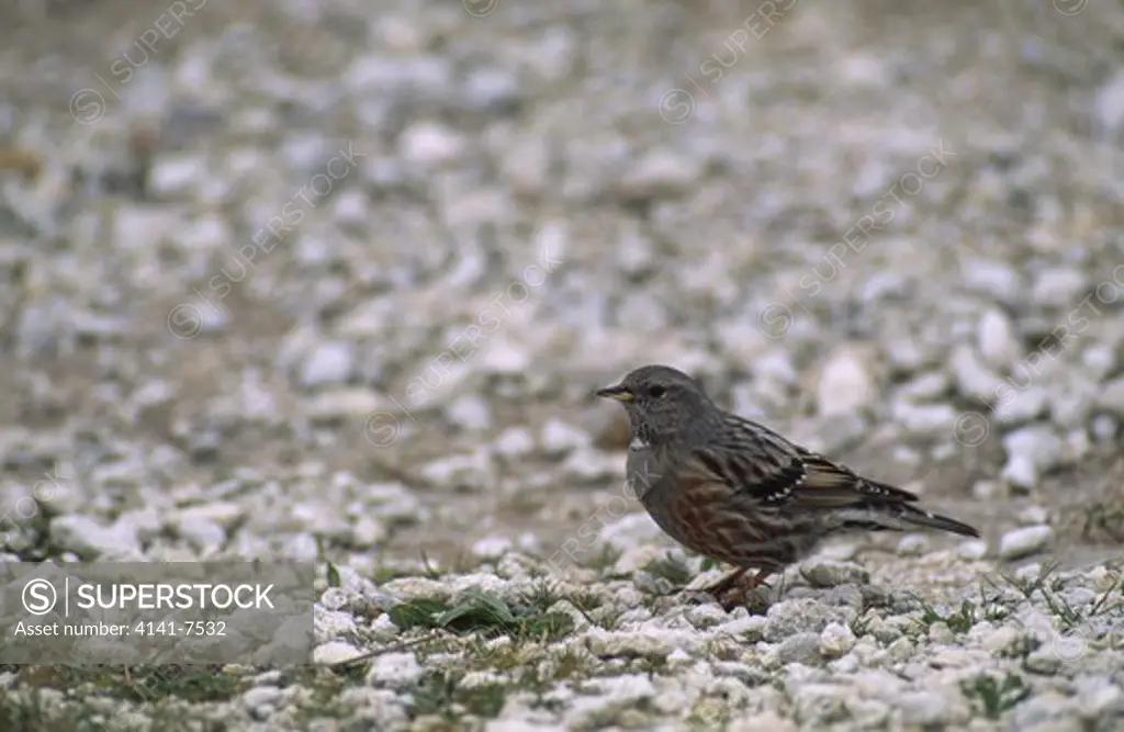 alpine accentor february prunella collaris on stony ground les alpilles provence southern france 