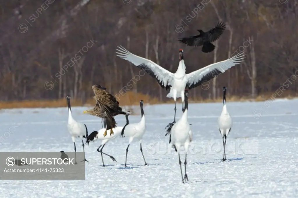 White-tailed eagle flying over red-crowned cranes; Hokkaido, Japan.