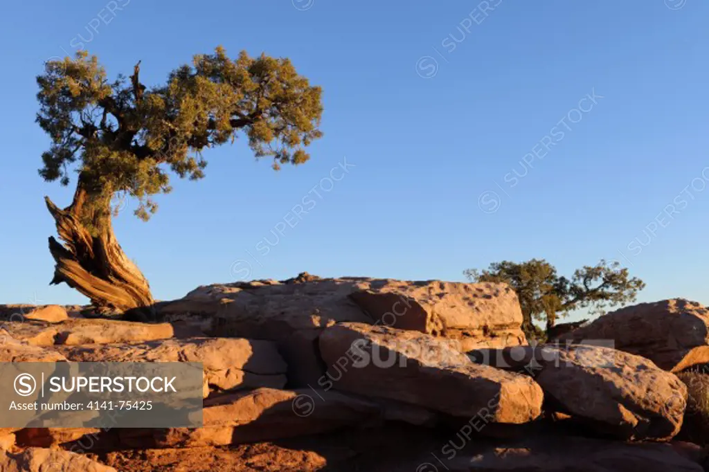 Utah juniper tree, Juniperus osteosperma; Dead Horse Point State Park, Utah.